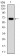 G6PD Primary Antibody MP30284 [M5E12]