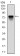 BMI1 Primary Antibody MP30285 [M3E3]