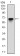 G6PD Primary Antibody MP30287 [M2H7]