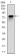 MCM2 Primary Antibody MP30289 [M1E7]