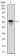 MAP2K7 Primary Antibody MP30291 [M4E5]
