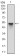 SKP1 Primary Antibody MP30294 [M4E11]