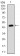 MSH6 Primary Antibody MP30299 [M3E1]