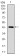 SOX9 Primary Antibody MP30305 [M1B11]