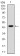 PPP1CA Primary Antibody MP30307 [M5E9]