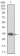 MPL Primary Antibody MP30309 [M1H2]