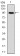 NEFL Primary Antibody MP30310 [M1H3]