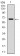 CYP1A1 Primary Antibody MP30312 [M6G5]