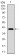 NEDD8 Primary Antibody [M5B8]