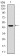 ASS1 Primary Antibody MP30321 [M2C10]