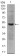CD30 Primary Antibody MP30324 [M3B10]