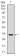 CD30 Primary Antibody MP30324 [M3B10]
