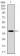 FOXO1 Primary Antibody MP30327 [M3B6]
