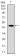 FAS Primary Antibody MP30328 [M4F8D6]