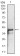 PBK Primary Antibody MP30329 [M2C8]