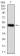 human Splunc2 Primary Antibody MP30331 [M5B2]