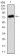 ALPL Primary Antibody MP30337 [M2F4]