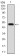 FN1 Primary Antibody MP30340 [M2F4G2]