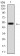 PDX1 Primary Antibody MP30344 [M2G12]