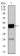 CEBPA Primary Antibody MP30347 [M4E10]