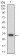 CEBPA Primary Antibody MP30347 [M4E10]