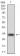 CK5 Primary Antibody MP30349 [M2C2]