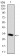 THPO Primary Antibody MP30352 [M1B11]
