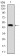 HSP90AA1 Primary Antibody MP30356 [M5G5]