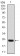troponin T2 Primary Antibody MP30361 [M1G1]