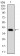 MAP1LC3B Primary Antibody MP30363 [M5H12]