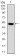 mouse Lplunc1 Primary Antibody MP30364 [M4H2]