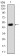 PRKACG Primary Antibody MP30366 [M2E4]