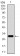 GPC3 Primary Antibody MP30372 [M9C2]