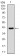 SHH Primary Antibody MP30375 [M5H4]