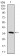 MAP2 Primary Antibody MP30377 [M5B7]