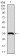 LPA Primary Antibody MP30380 [M4H1]