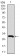 DCX Primary Antibody MP30381 [M2G5]