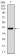 TGFb1 Primary Antibody MP30383 [M7F6]