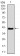 T Primary Antibody MP30385 [M6C12]