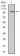 VAV1 Primary Antibody MP30390 [M2E11]