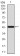 KRT13 Primary Antibody MP30391 [M3G4]