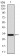 NR6A1 Primary Antibody MP30392 [M4G8]