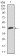 PAX5 Primary Antibody MP30395 [M7D3]