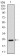 AlCAM Primary Antibody MP30398 [M5B3]