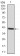 POU3F2 Primary Antibody MP30401 [M6H12]