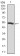 PIK3R1 Primary Antibody MP30402 [M6G10]