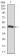 CSNK2A2 Primary Antibody MP30405 [M1E1]