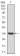 ANXA1 Primary Antibody MP30406 [M2F1]