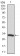 TWF1 Primary Antibody MP30407 [M7C11]