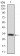 FZD5 Primary Antibody MP30412 [M2D12]